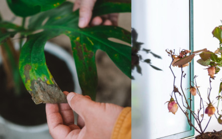 starostlivosť o izbové rastliny v zime