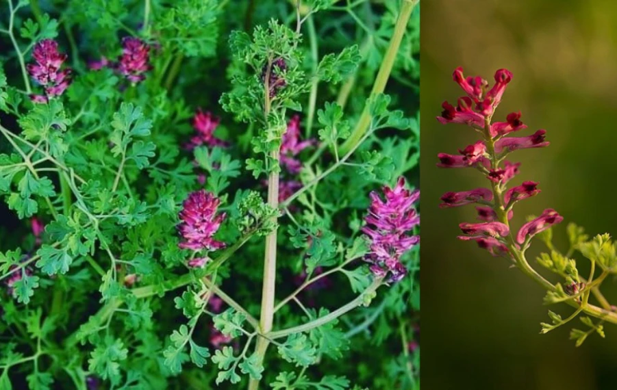 Zemedym lekársky účinky