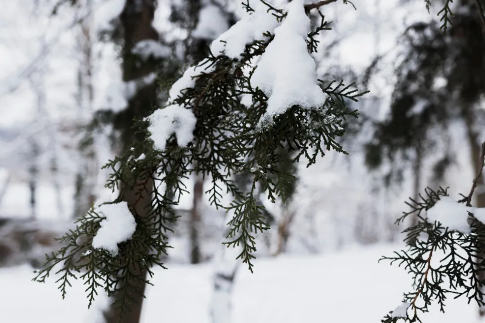 starostlivosť o ihličnany