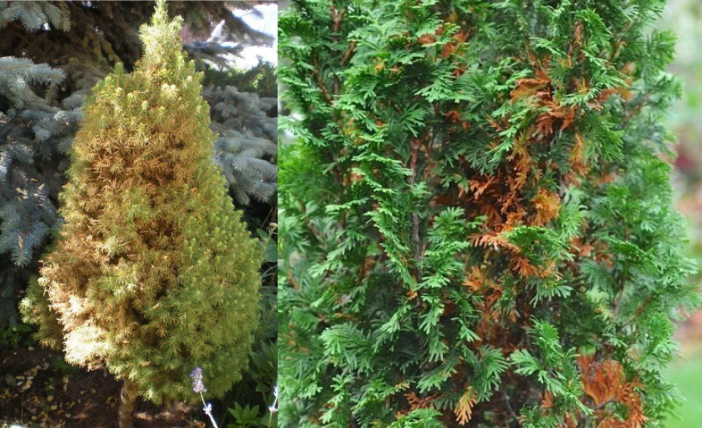 Zimné poškodenia ihličnanov