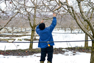 Zimná kontrola stromov a kríkov: Na TOTO väčšina záhradkárov zabúda!