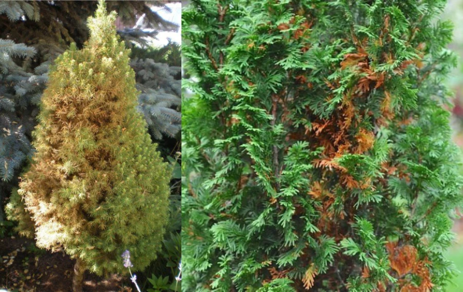 Zimné poškodenia ihličnanov