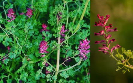 Zemedym lekársky účinky