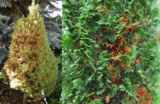 Zimné poškodenia ihličnanov: Ako ich spoznať a riešiť