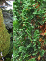 Zimné poškodenia ihličnanov: Ako ich spoznať a riešiť