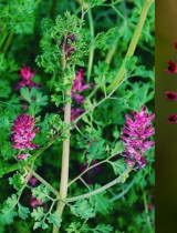 Zemedym lekársky – je TOP bylinkou na problémy s hemoroidmi?