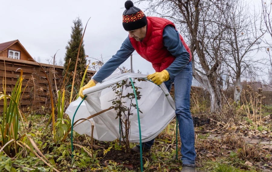 odstránenie zimnej ochrany rastlín