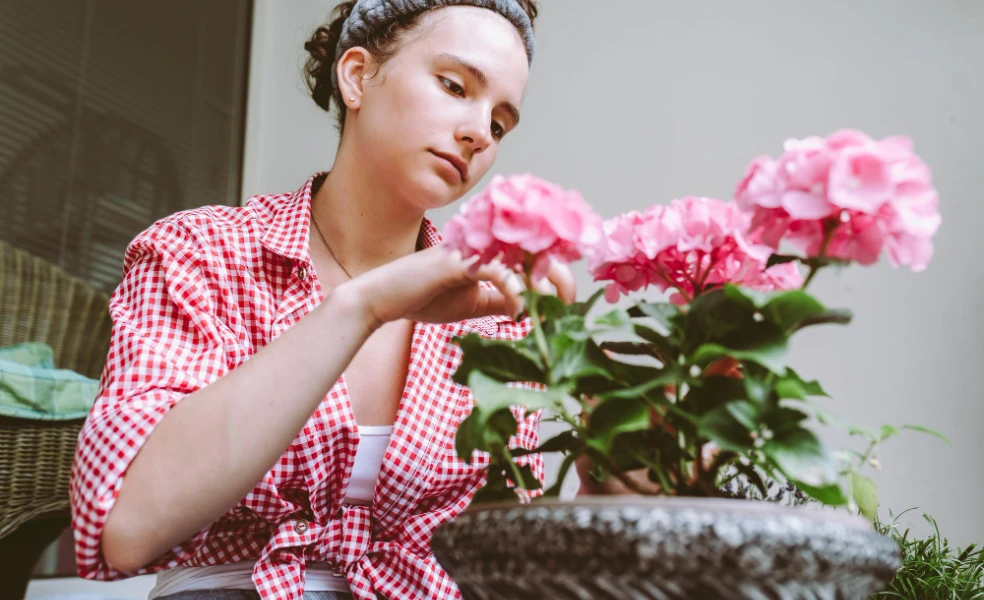 pestovanie muškátov