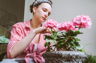 TOP tipy na pestovanie muškátov – pre krásne a bohaté kvety!