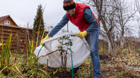 Kedy odstrániť zimnú ochranu rastlín: Najčastejšie chyby a správny postup