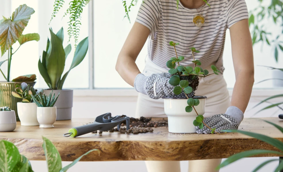 jar a presádzanie rastlín