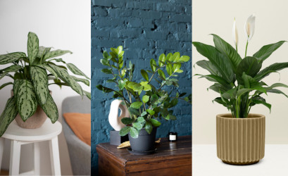Izbové rastliny do tieňa: Tipy na izbovky, ktoré milujú krátky deň a nízke svetlo!