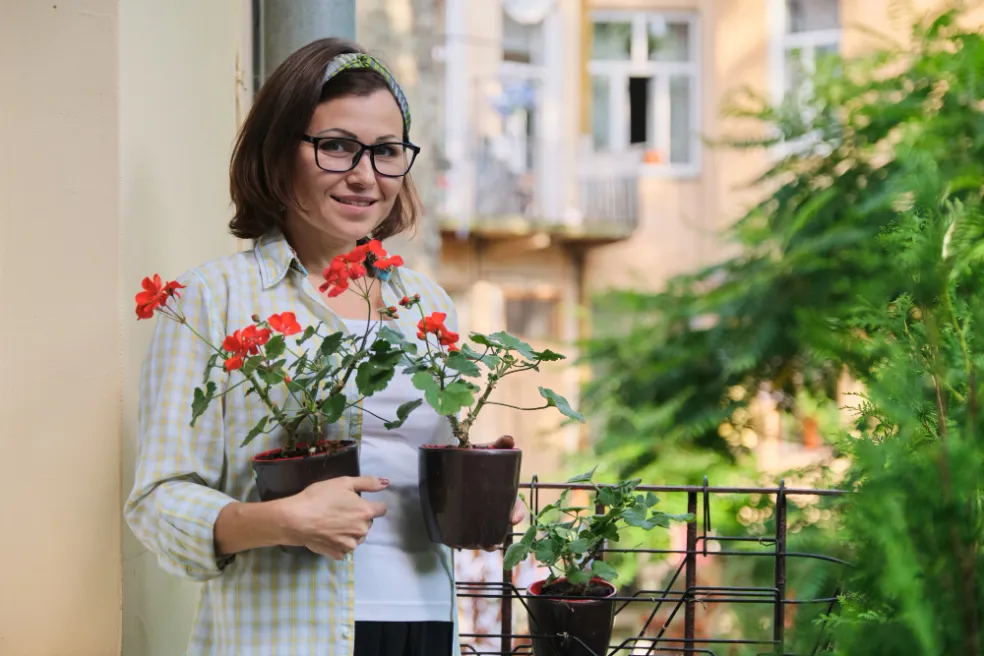 prečo muškáty nekvitnú