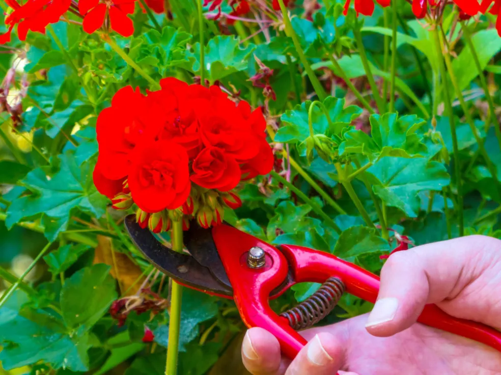 chyby pri pestovaní muškátov