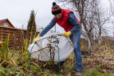 Kedy odstrániť zimnú ochranu rastlín: Najčastejšie chyby a správny postup