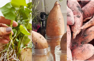 Pestovanie batatov v záhrade: Jednoduchý postup, ktorý zvládne každý