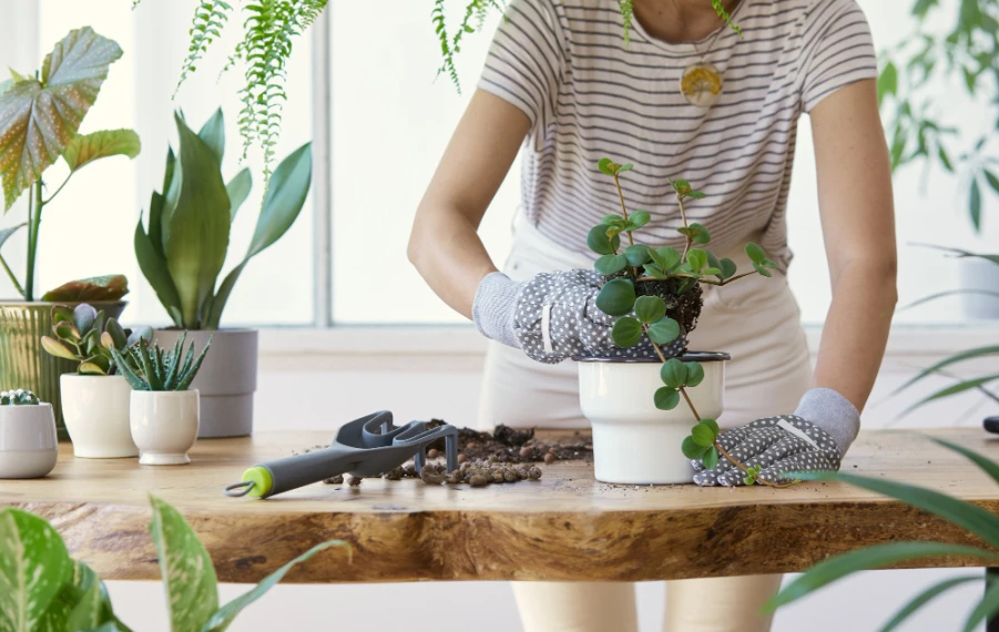 jar a presádzanie rastlín