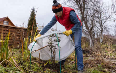 odstránenie zimnej ochrany rastlín