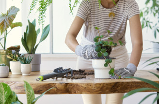 Presádzanie izboviek: Prečo nie je jar vždy tým správnym časom?