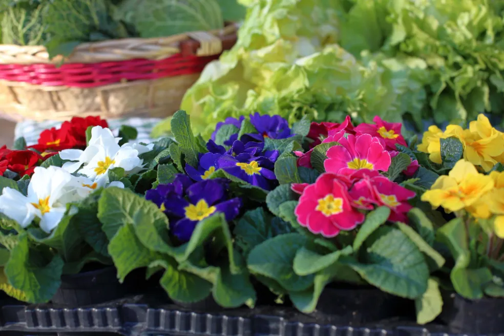 kevty na jarný balkón