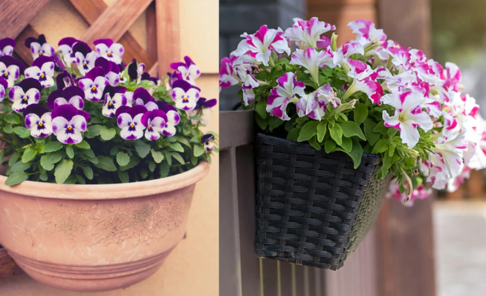 prvé jarné rastliny na balkón