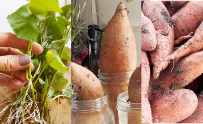 Pestovanie batatov v záhrade: Jednoduchý postup, ktorý zvládne každý