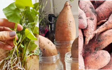 ako pestovať bataty v záhrade