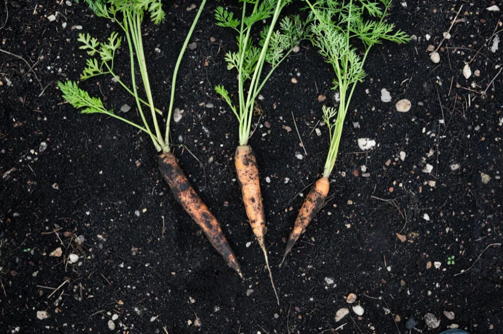 jarná výsadba zelenina