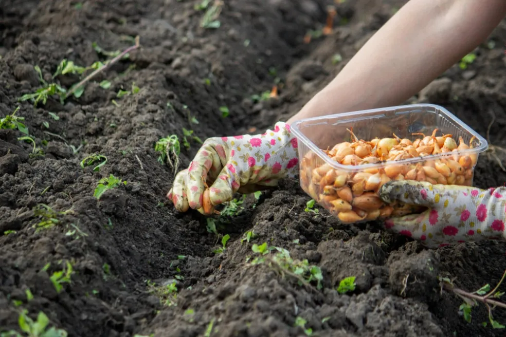 predpestovanie zeleniny