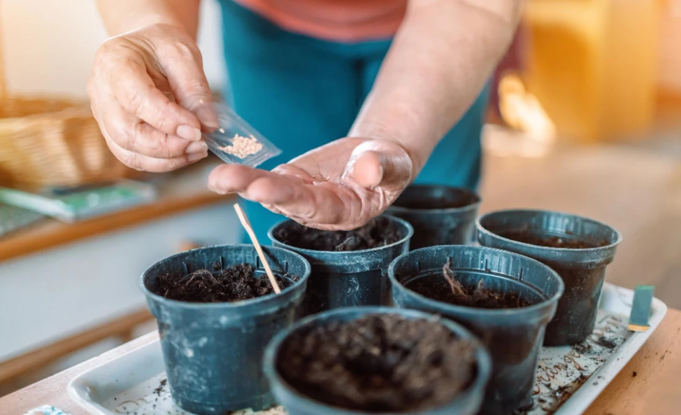 predpestovanie sadeníc