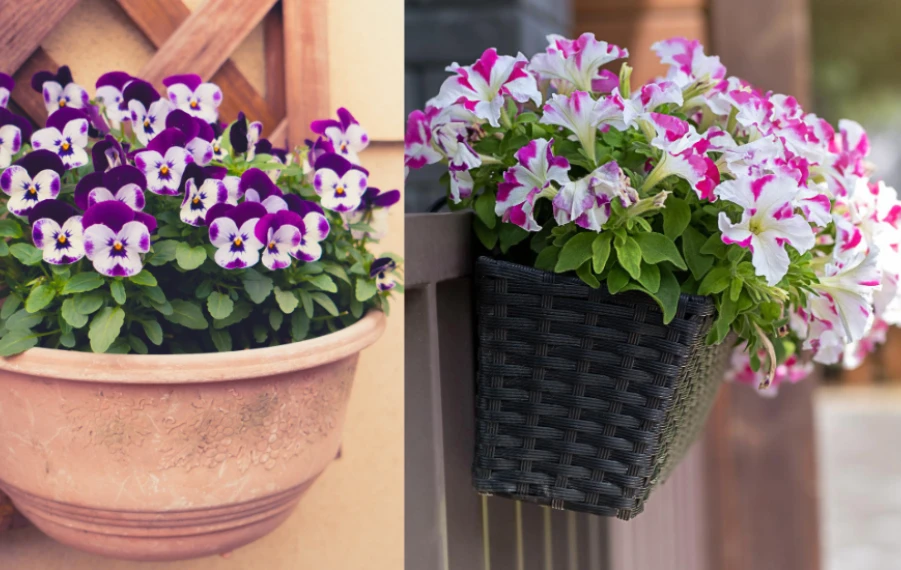 prvé jarné rastliny na balkón
