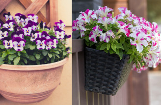 Prvé jarné rastliny na balkón: Farby, ktoré prebudia váš domov