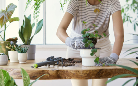 jar a presádzanie rastlín