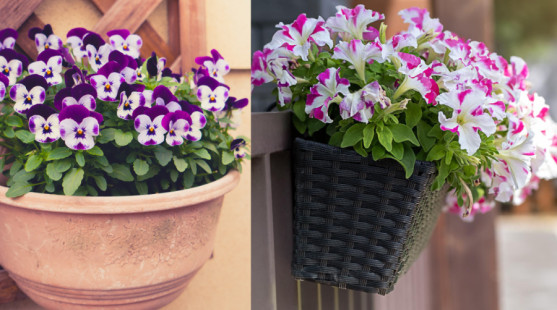 Prvé jarné rastliny na balkón: Farby, ktoré prebudia váš domov