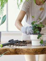 Presádzanie izboviek: Prečo nie je jar vždy tým správnym časom?