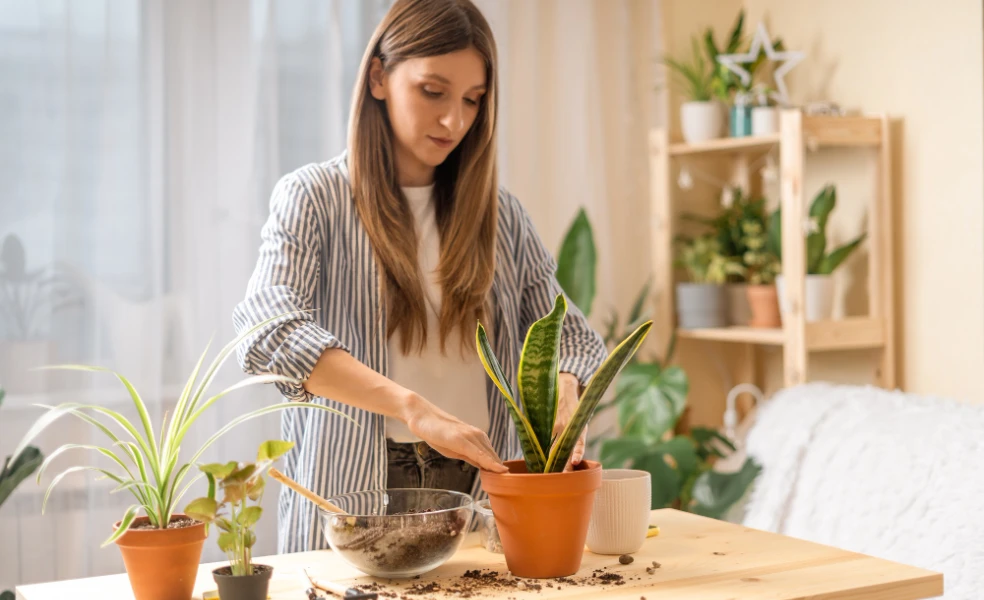 Kedy presádzať izbové rastliny na jar a ako sa o ne starať