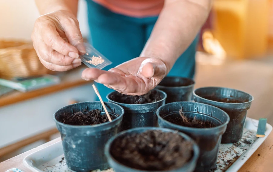 predpestovanie sadeníc