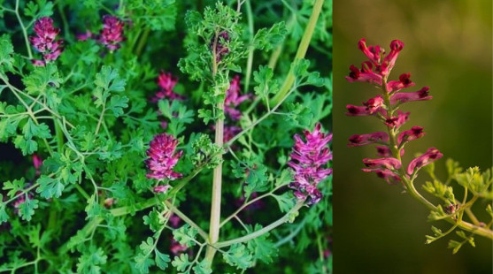 Zemedym lekársky – je TOP bylinkou na problémy s hemoroidmi?