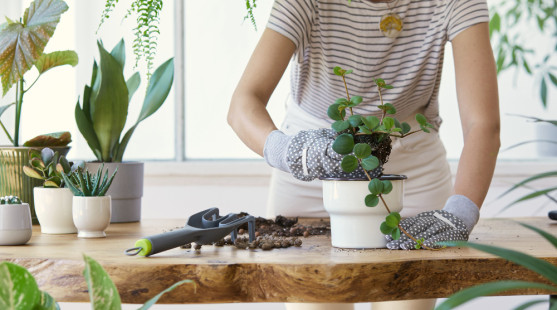 Presádzanie izboviek: Prečo nie je jar vždy tým správnym časom?