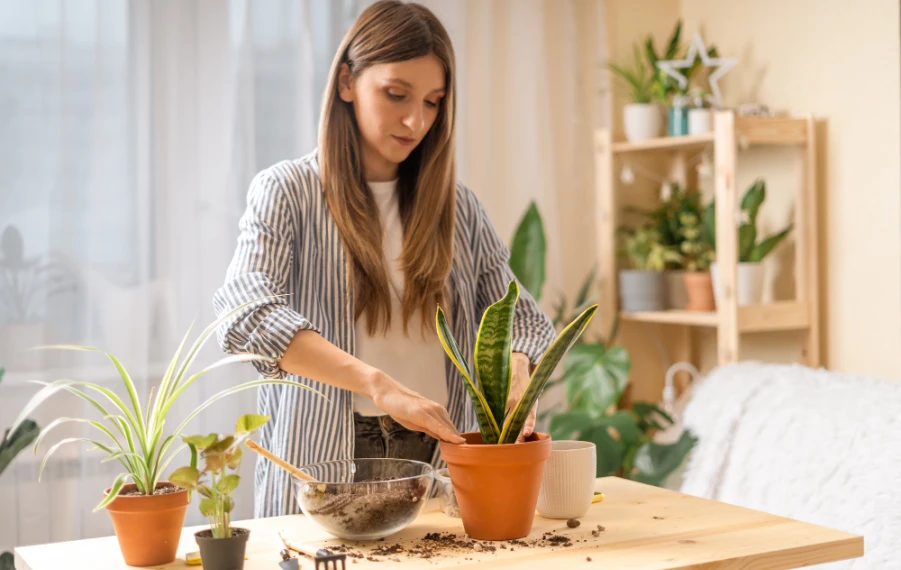 Kedy presádzať izbové rastliny na jar a ako sa o ne starať