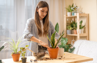 Presádzanie izbových rastlín na jar: Kedy začať a čo robiť, aby sa im darilo