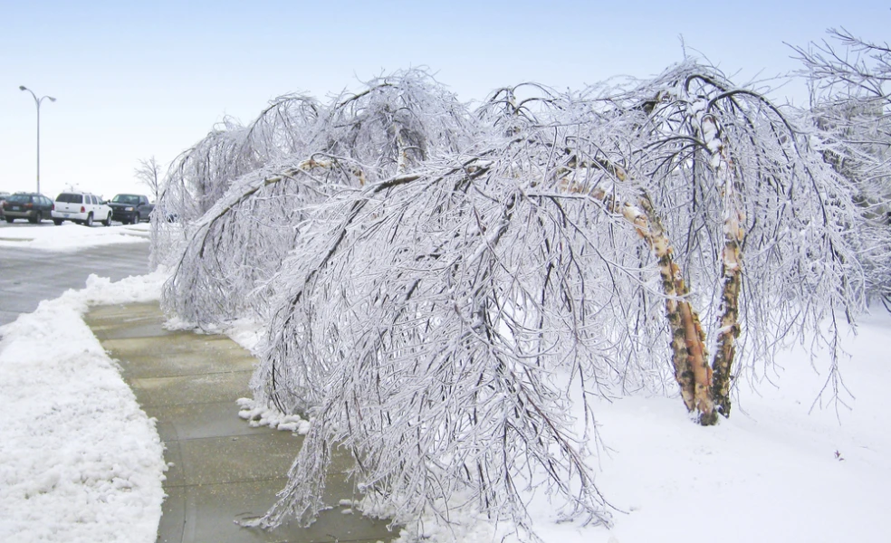 mrznúci dážď stromy