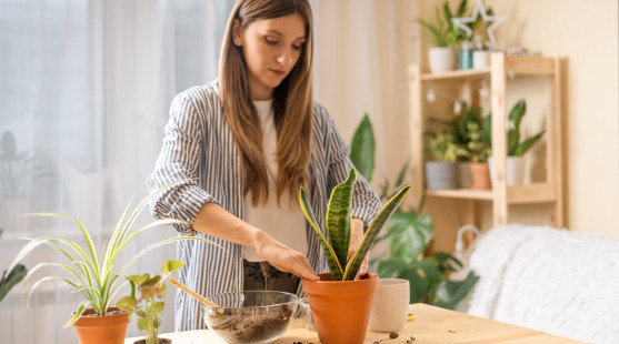 Presádzanie izbových rastlín na jar: Kedy začať a čo robiť, aby sa im darilo
