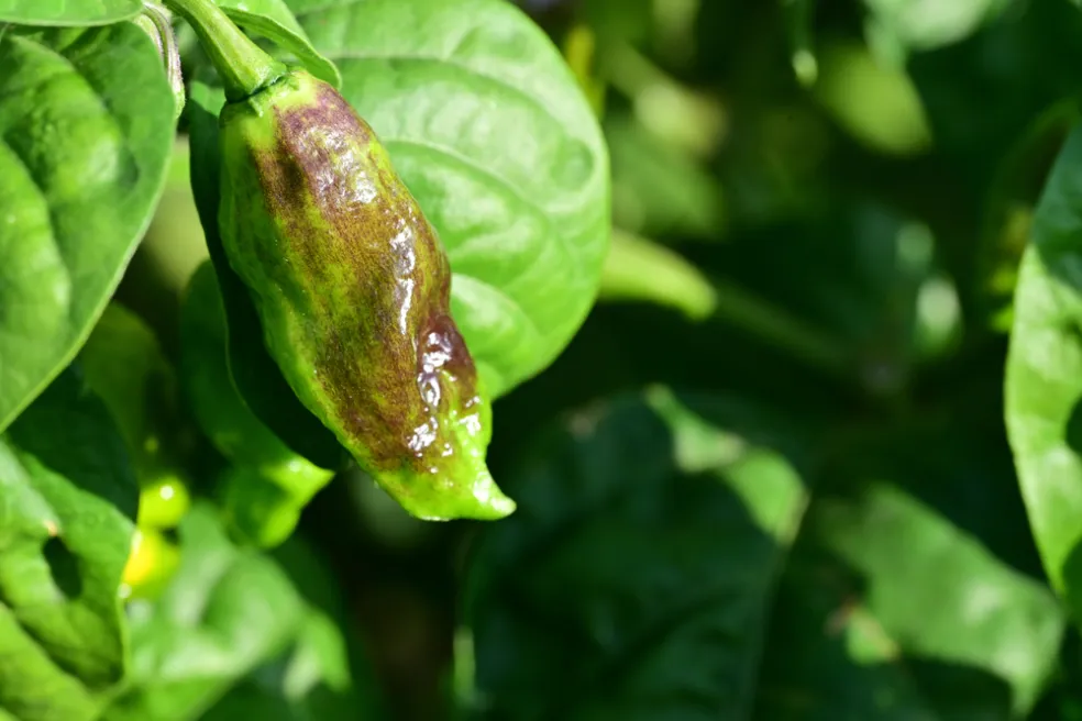 ako zachrániť úrodu paprík