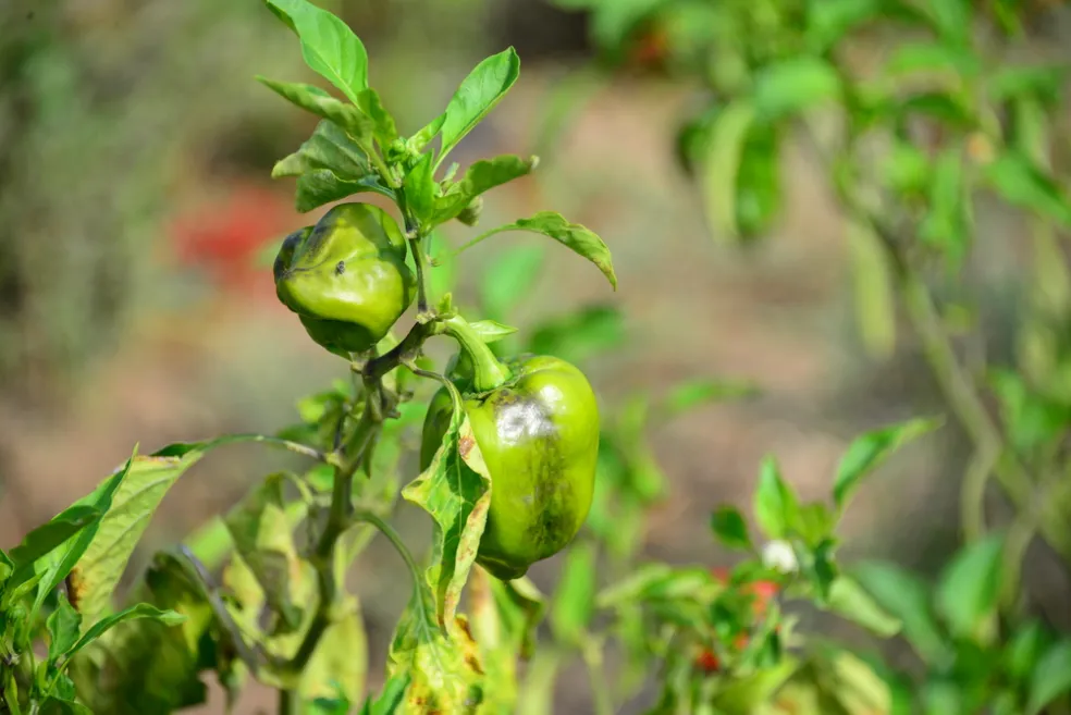 choroby paprík a paradajok
