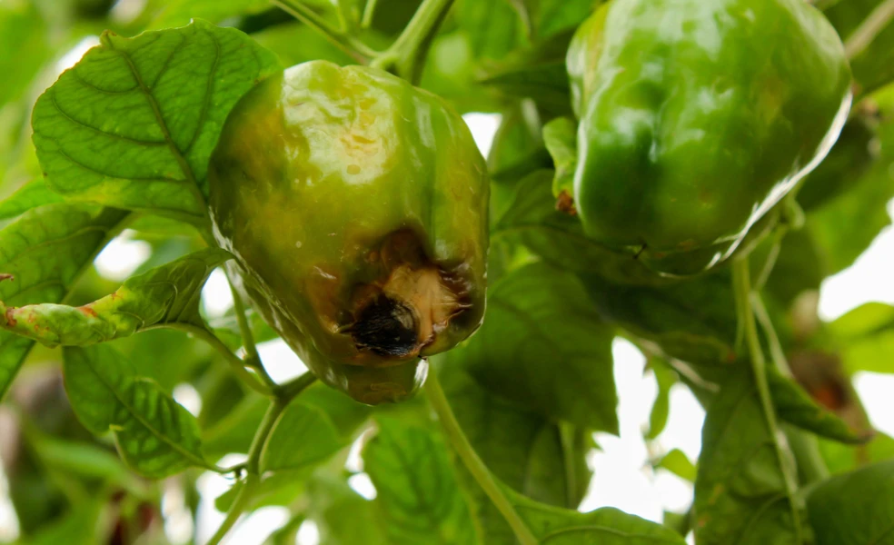 suchá hniloba paprík černejúce špičky plodov príčina a riešenie