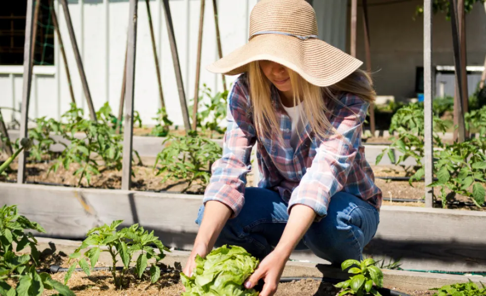 výsadba zeleniny a kvetov