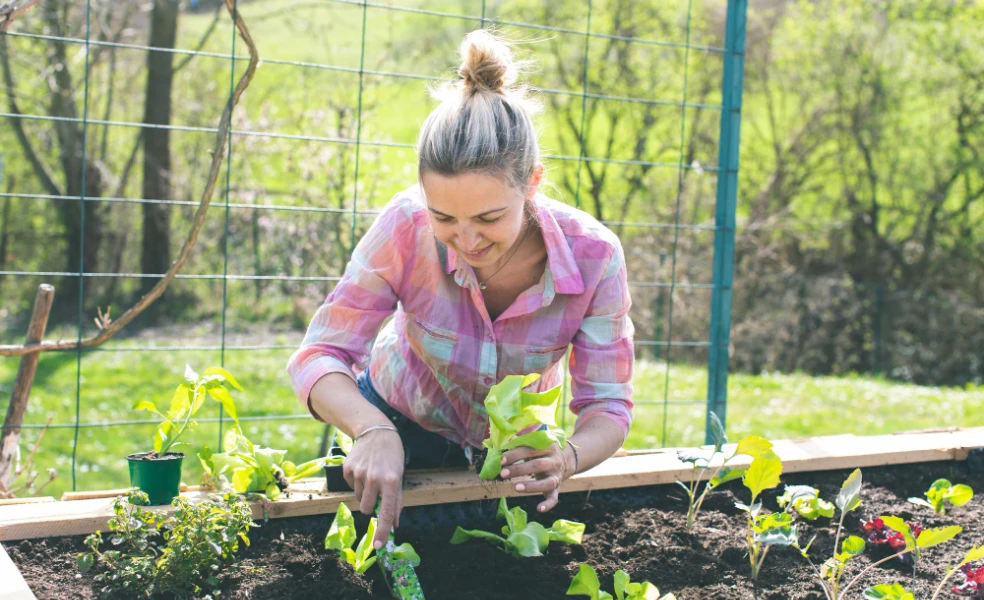 Zmiešaný záhon so zeleninou a kvetmi paradajky nechtík bylinky