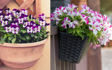 prvé jarné rastliny na balkón