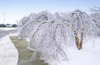 Mrznúci dážď ničí stromy: Ako zabrániť škodám a čo nikdy nerobiť